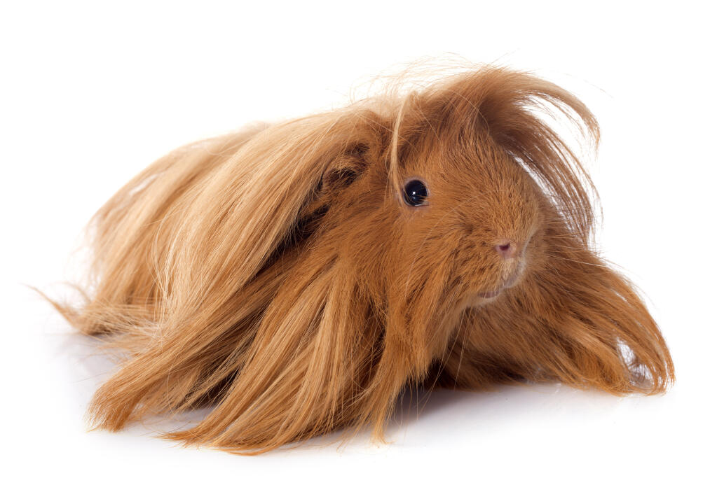 Peruaner - Peruaner-Meerschweinchen | tieranzeigen.net - Maybe you would like to learn more about one of these?