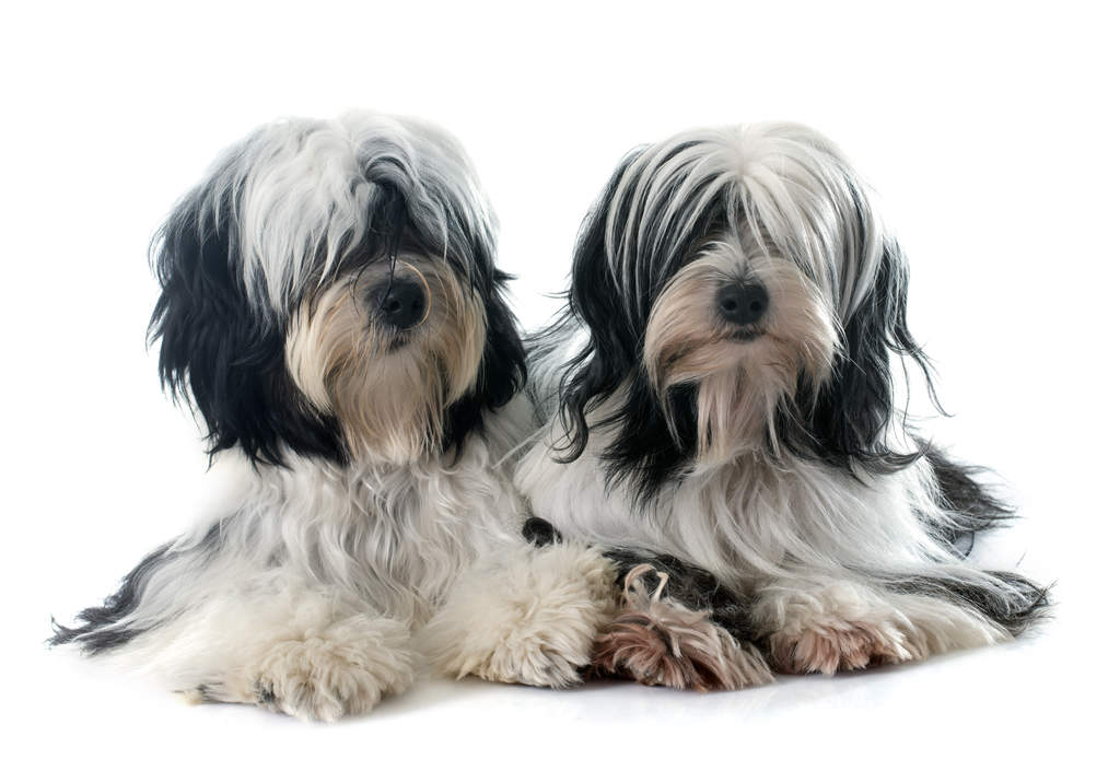 Tibet Terrier Hunde Informationen Zu Den Bienenarten Omlet