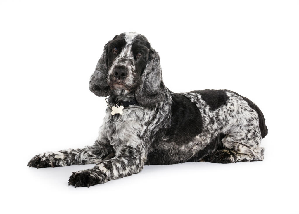 Cocker Spaniel Englisch Hunde Informationen Zu Den Bienenarten Omlet