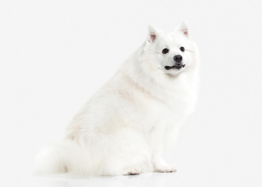 Japanese Spitz Hunde Informationen Zu Den Bienenarten Omlet Japanese Spitz Hunde Informationen Zu Den Bienenarten Omlet
