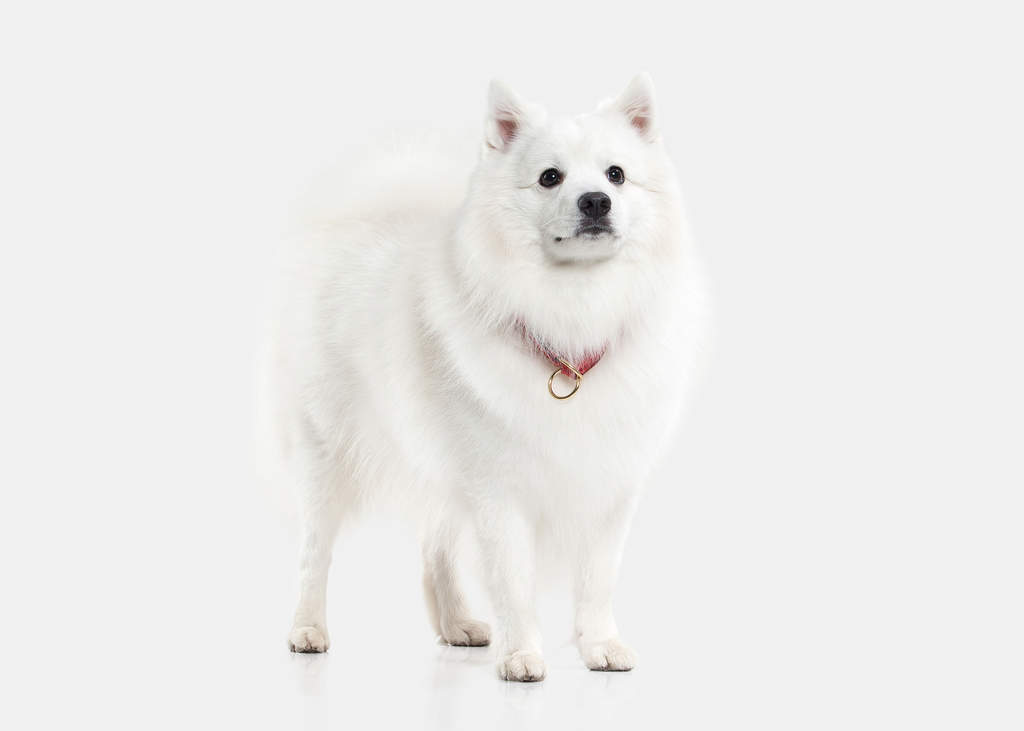 Japanese Spitz Hunde Informationen Zu Den Bienenarten Omlet Japanese Spitz Hunde Informationen Zu Den Bienenarten Omlet