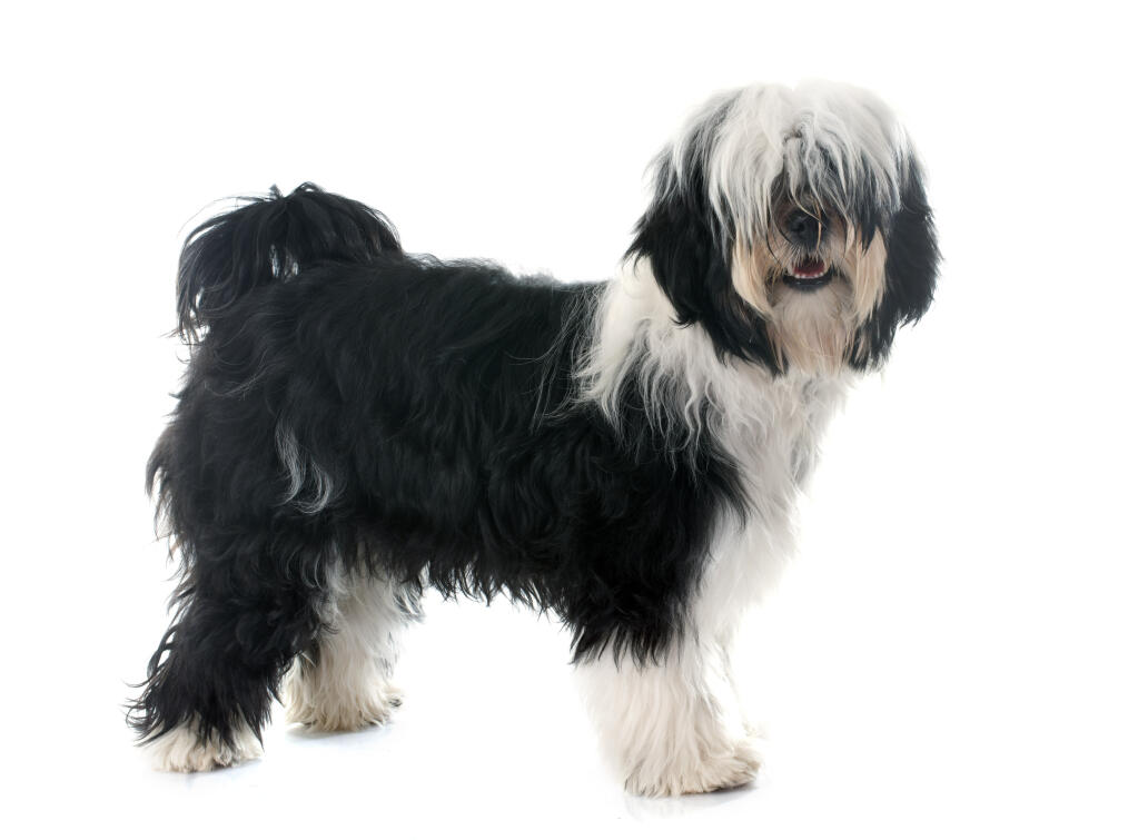 Tibet Terrier Hunde Informationen Zu Den Bienenarten Omlet