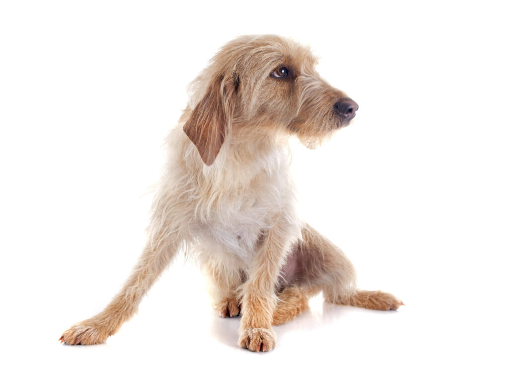 Griffon Fauve De Bretagne Hunde Rassen Information Omlet