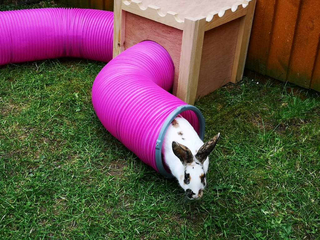 Kaninchen Spieltunnel Doppelpackung mit VerbindungsRingen Kaninchen Auslauf Zubehör Kaninchen Spieltunnel Doppelpackung mit VerbindungsRingen Kaninchen Auslauf Zubehör
