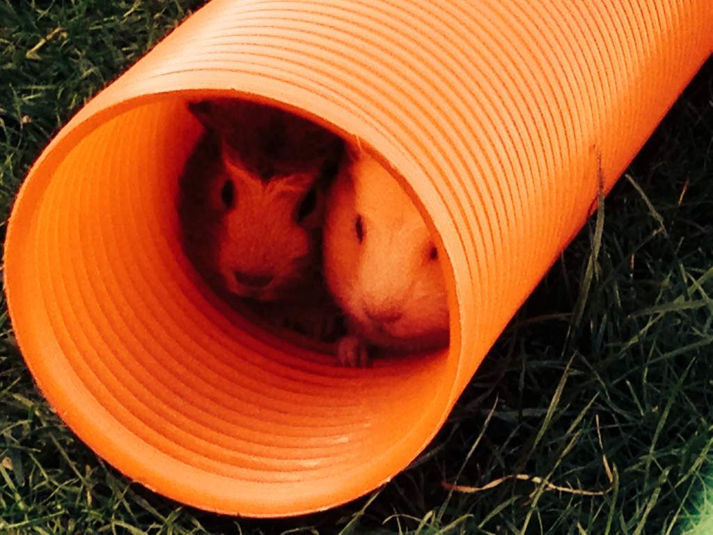 IIRC Meerschweinchen Hängematte Mit Tunnel - Spielzeug Für Kleintiere