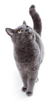 Russian Blue