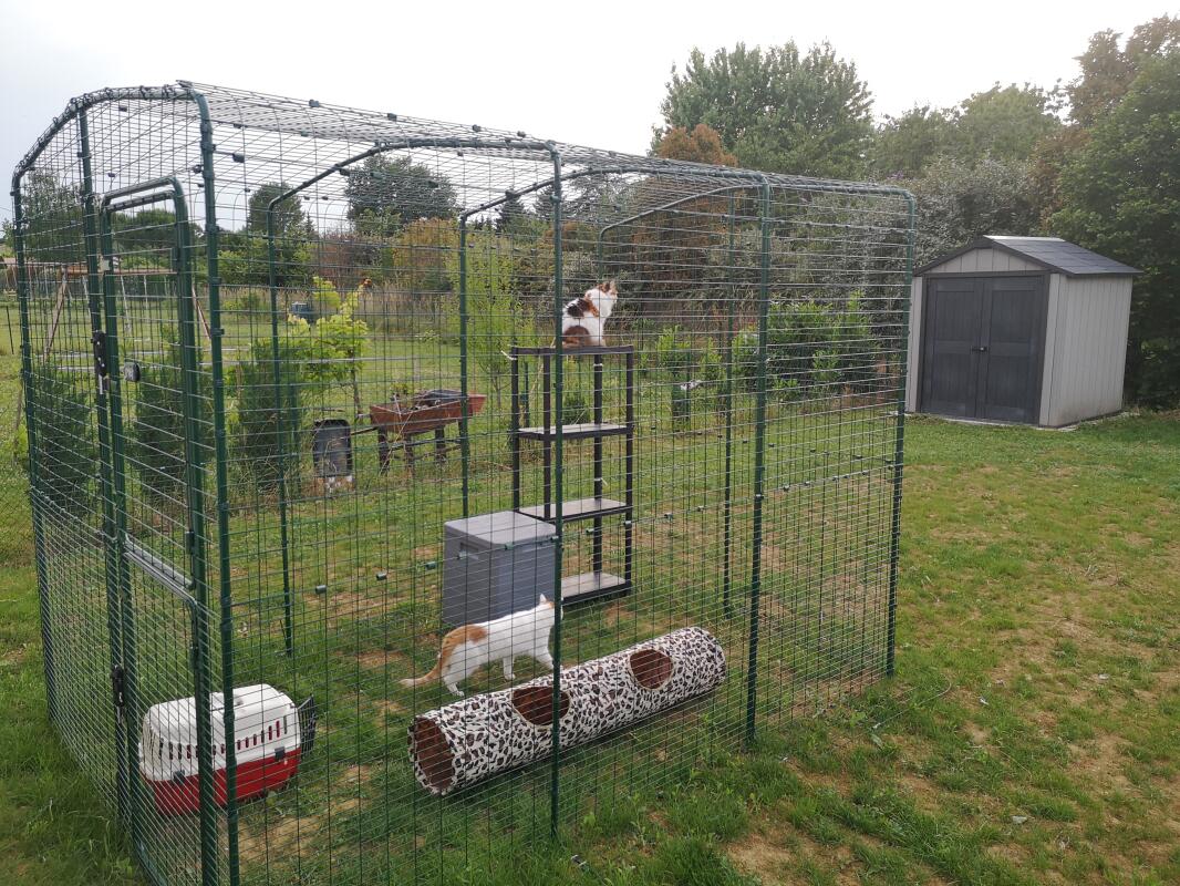 Outdoor Katzengehege Katzen Omlet