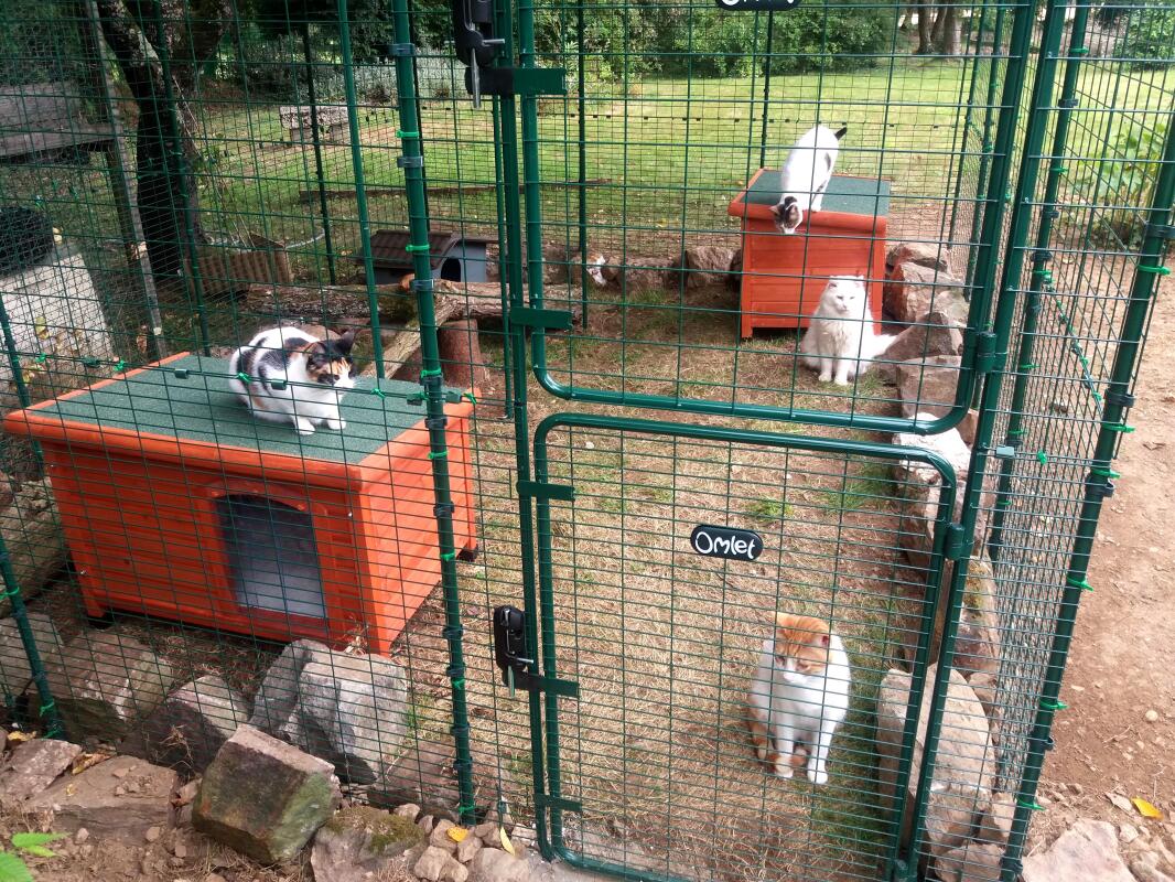 Outdoor Katzengehege Katzen Omlet