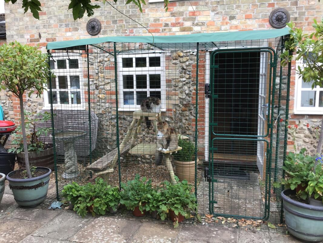 Outdoor Katzengehege Katzen Omlet