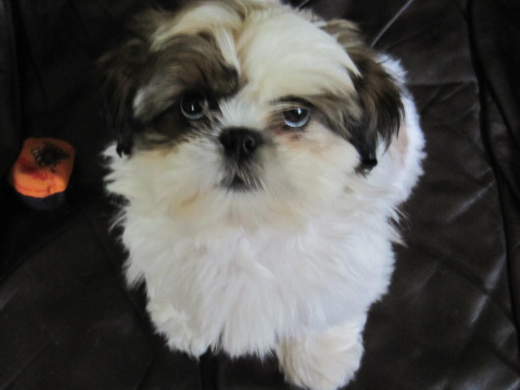 Shih Tzu Hunde Informationen Zu Den Rassen Omlet