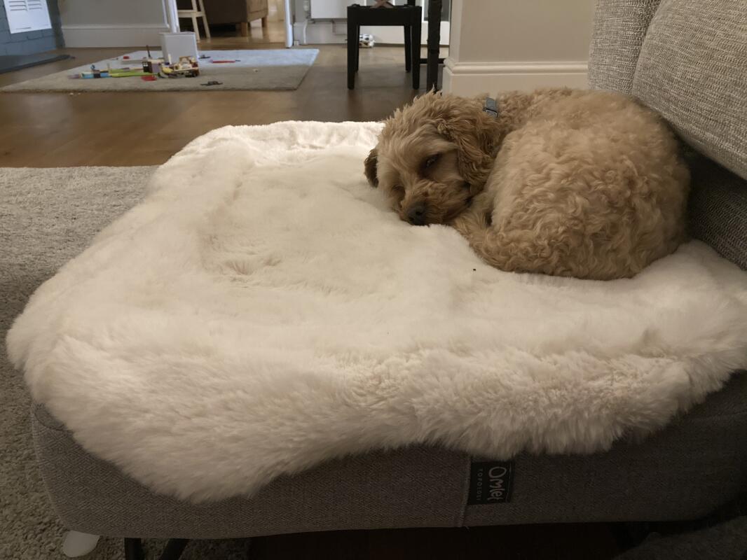 Modern Threads Luxus Hundebett – Jacquard-Stoff, Maschinenwaschbar, Für Kleine Bis Mittelgroße Hunde, Beige, 61x50x20 Cm