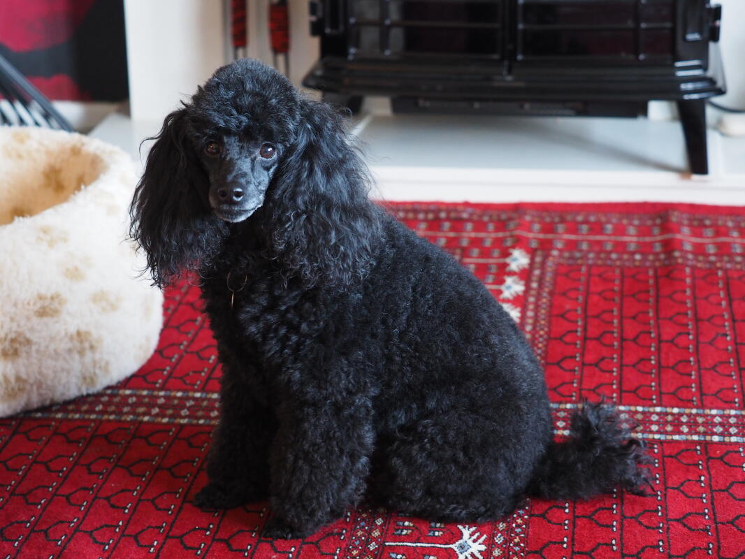 Toy Pudel Hunde Informationen Zu Den Rassen Omlet