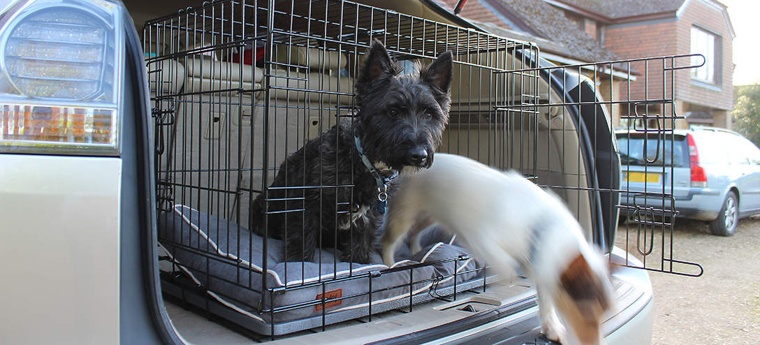 Eine Hundebox macht das Reisen mit Hunden sicherer und einfacher