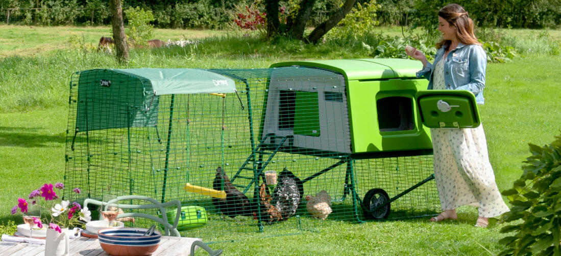 Eine Frau sammelt durch die seitliche Eierklappe eines geräumigen grünen Hühnerstalls von Omlet Eier ein. Eine Frau sammelt durch die seitliche Eierklappe eines geräumigen grünen Hühnerstalls von Omlet Eier ein.