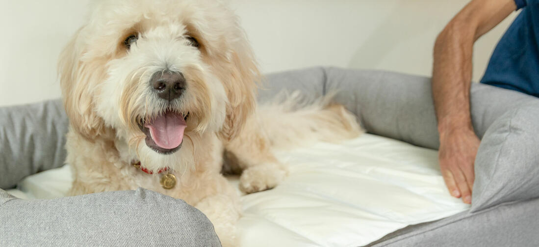 Für ein luxuriöses Nickerchen integrieren Sie die Kühlmatte Ihres Hundes in das Memory-Foam Bett von Omlet, indem Sie die Ecken einfach unter die Polster-Rollen schieben.