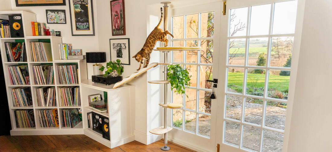 Katze klettert hinunter Freestyle boden bis zur decke kratzbaum im zimmer