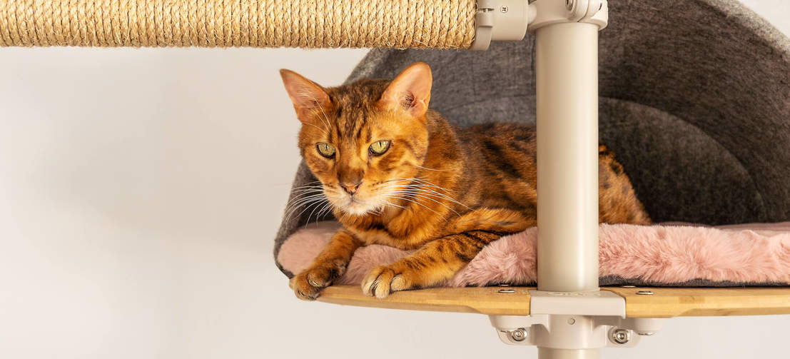Katze sitzt in grauer, gemütlicher höhle von Freestyle indoor-kratzbaum vom boden bis zur decke