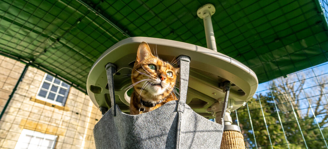 Produkte für die Katzensicherheit für innen und außen