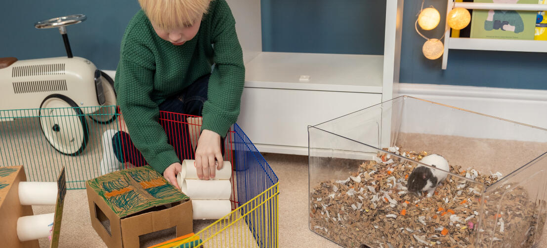 Ein Junge baut einen Unterschlupf aus Pappe, während sein Hamster in der Einstreuschublade des Qute ist.