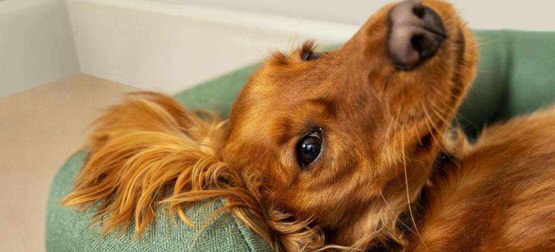 Roter Cocker Spaniel entspannt sich auf einem grünen Bett