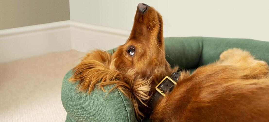 Roter Cocker Spaniel auf einem grünen Bett mit der Nase in der Luft