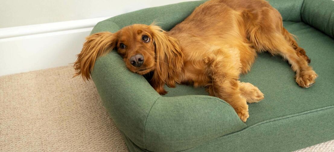 Ein roter Cocker Spaniel liegt gemütlich auf einem grünen Polsterbett