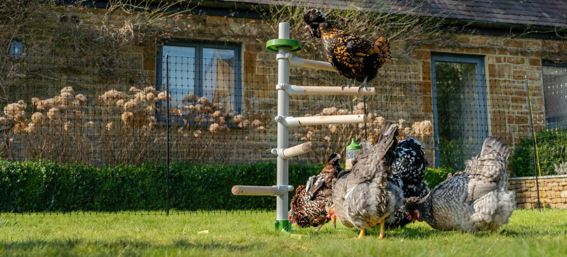 Eine Hühnerschar spielt im Garten mit Hühnerspielzeug und sitzt auf dem freistehenden Hühnerstangensystem