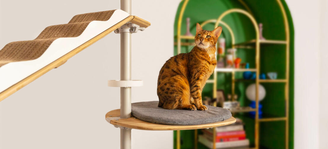 Katze auf Freestyle boden bis zur decke kratzbaum kissen plattform