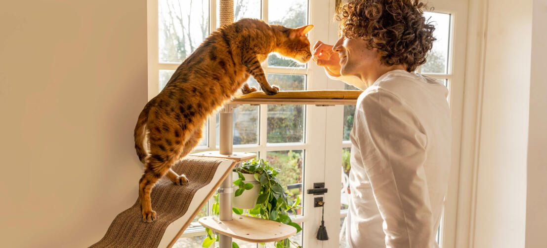 Katze auf Freestyle großer katzenturm schnüffelnder mann
