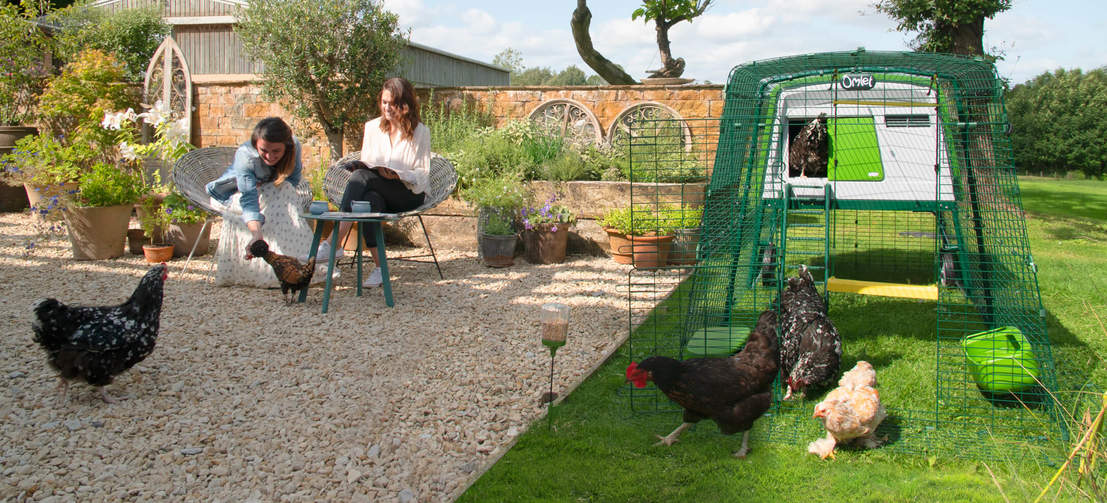 Hühner im Garten mit einem geräumigen grünen Cube Hühnerstall mit Auslauf und Zubehör Hühner im Garten mit einem geräumigen grünen Cube Hühnerstall mit Auslauf und Zubehör