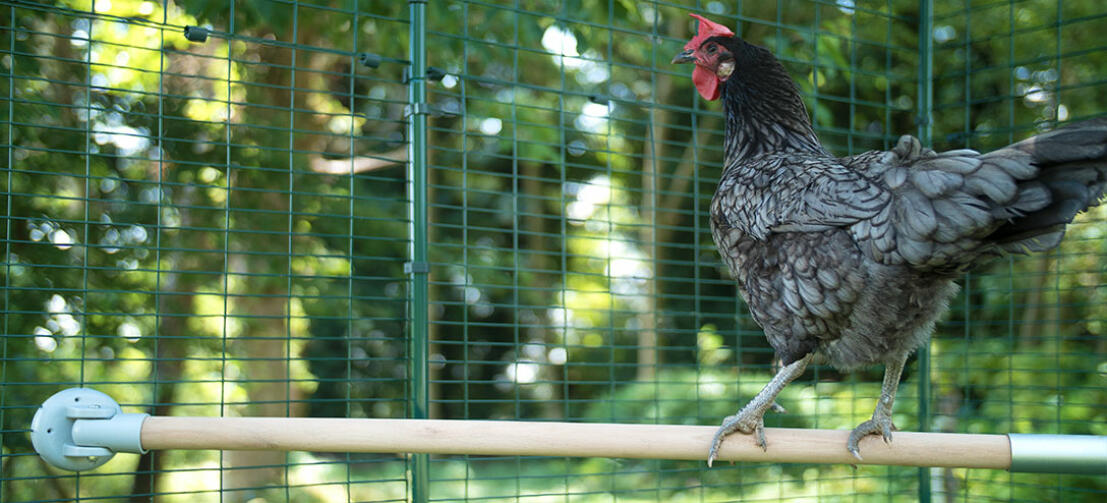 Eine Hühnerstange im Auslauf ermöglicht es Ihren Hennen, ihren Instinkt, sich vom Boden abgehoben auf einer Sitzstange auszuruhen