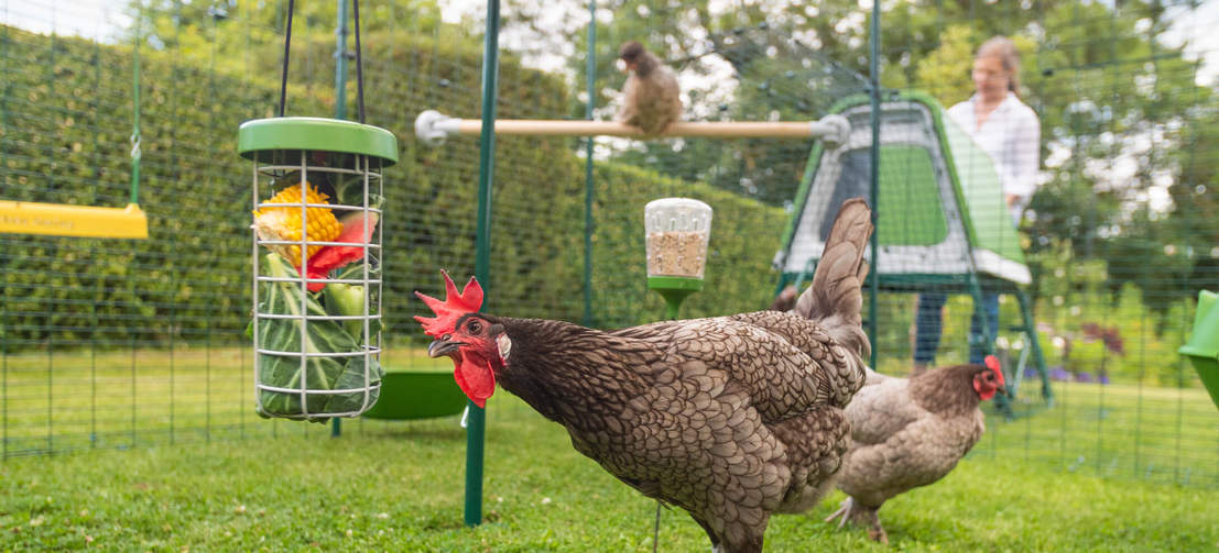 Ein Huhn verspeist Gemüse aus dem aufgehangenen Caddi Leckerbissenhalter