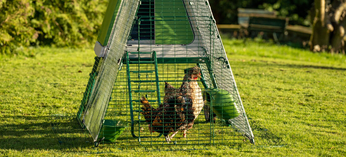 Hühner im Eglu Go UP-Auslauf