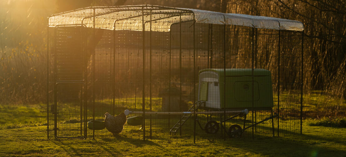 Eglu Cube Hühnerstall in einem begehbaren Gehege mit Klarsicht-Cover und einem Sonnenuntergang im Hintergrund