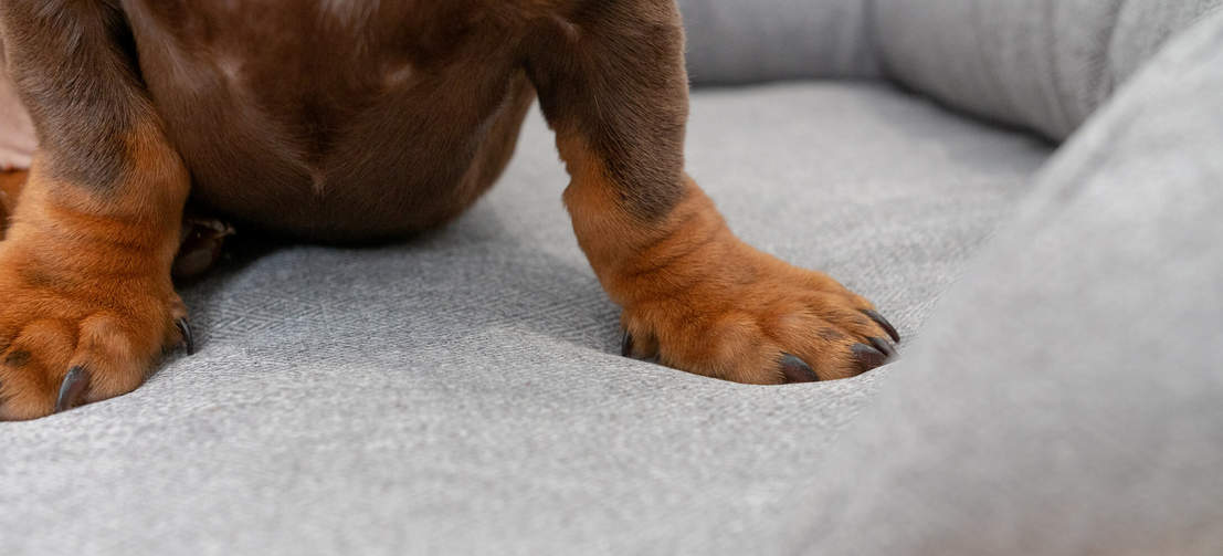 Nahaufnahme von Hundepfoten auf dem Omlet Memory-Foam-Hundesofa