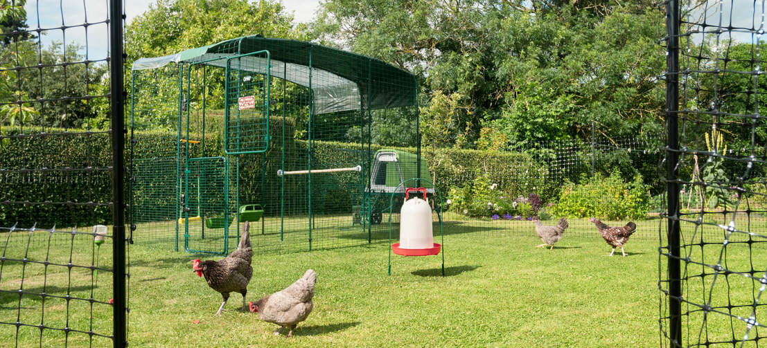 Hühner hinter dem Hühnerzaun im Garten, in dem ein begehbares Gehege steht