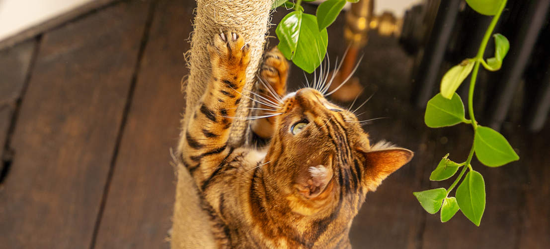 Katze kratzt sisal von Freestyle indoor boden bis zur decke kratzbaum