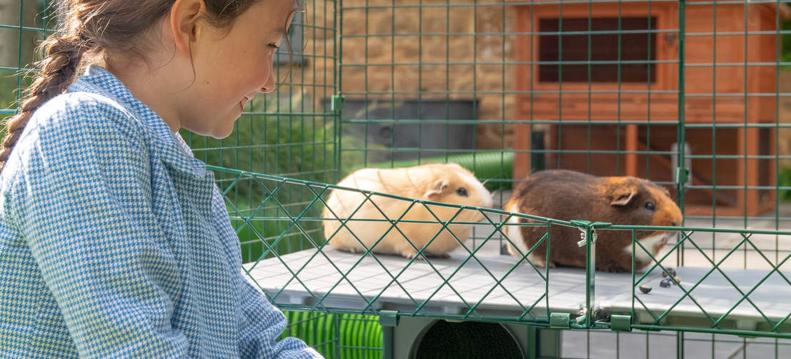 Kindern wird es gefallen, mit ihren Haustieren auf Augenhöhe zu sein und mit ihnen auf ihrem neuen Meerschweinchen-Spielplatz Zeit verbringen zu können.