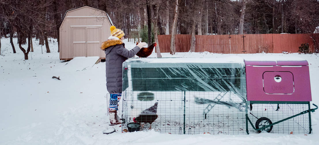 Ein lilafarbener geräumiger Eglu Cube Hühnerstall mit Auslauf im Schnee