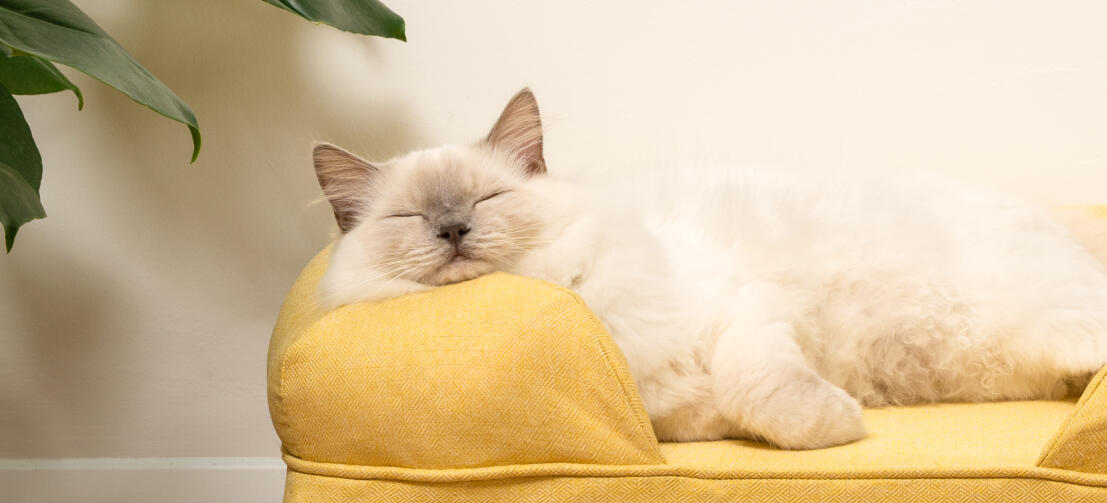 Süße weiße Katze liegt auf dem Memory Foam Katzensofa in sanftem Gelb