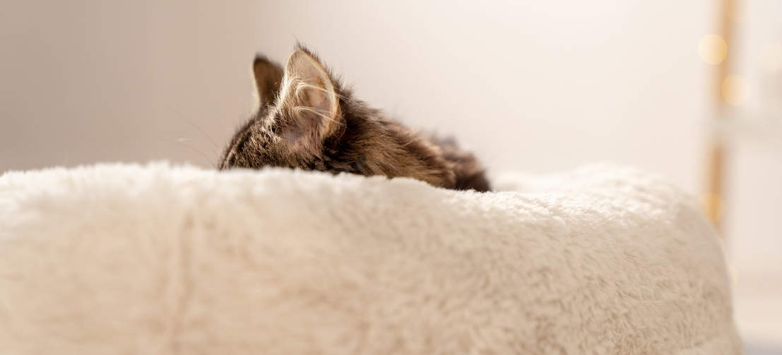 Kätzchen und erwachsene Katzen schlafen bis zu 80 % des Tages. Sorgen Sie dafür, dass sie einen bequemen Platz zum Entspannen haben, wie das Maya Katzennest.