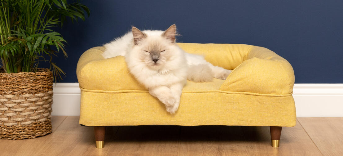 Süße weiße Katze liegt auf dem Memory Foam Katzensofa in sanftem Gelb, das Holzfüsse mit Messingkappen hat