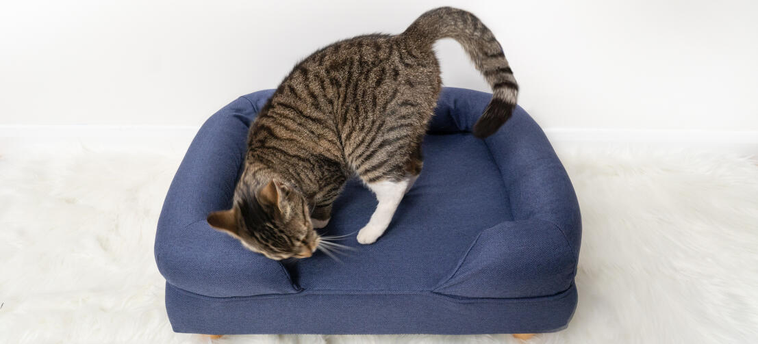 Süße Katze macht es sich auf dem mitternachtsblauen Memory Foam Katzensofa gemütlich