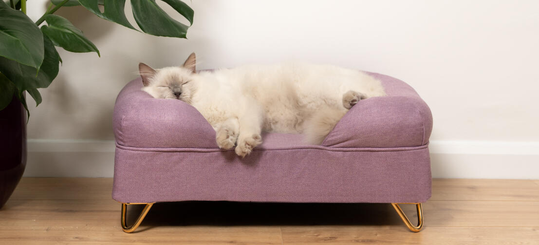Süße weiße Katze schläft auf lavendelfarbenem Memory Foam Katzenbett mit goldenen Haarnadelfüßen