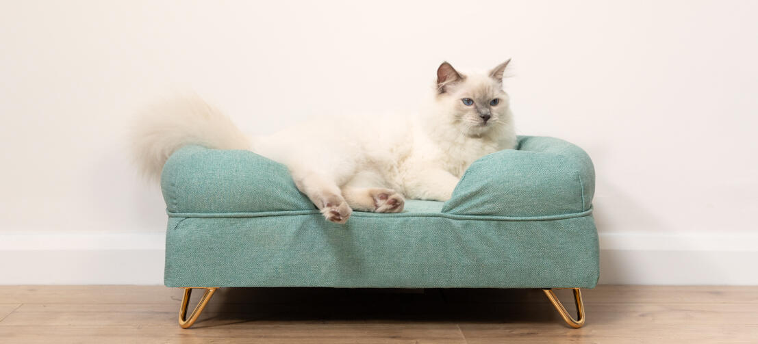 Süße weiße Katze sitzt auf einem blaugrünen Memory Foam Katzensofa mit goldenen Haarnadelfüßen