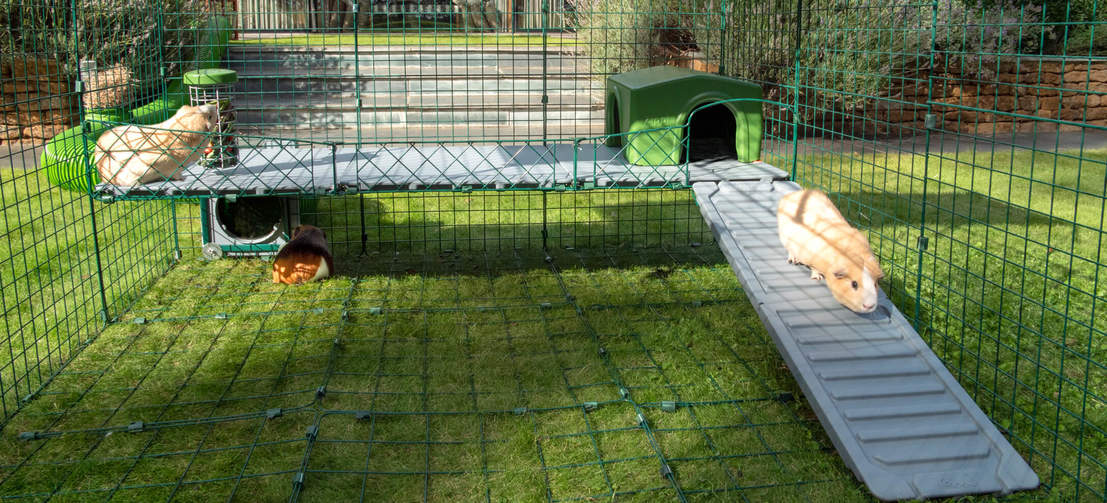 Meerschweinchen auf Zippi plattformen in Omlet Zippi meerschweinchen-laufstall