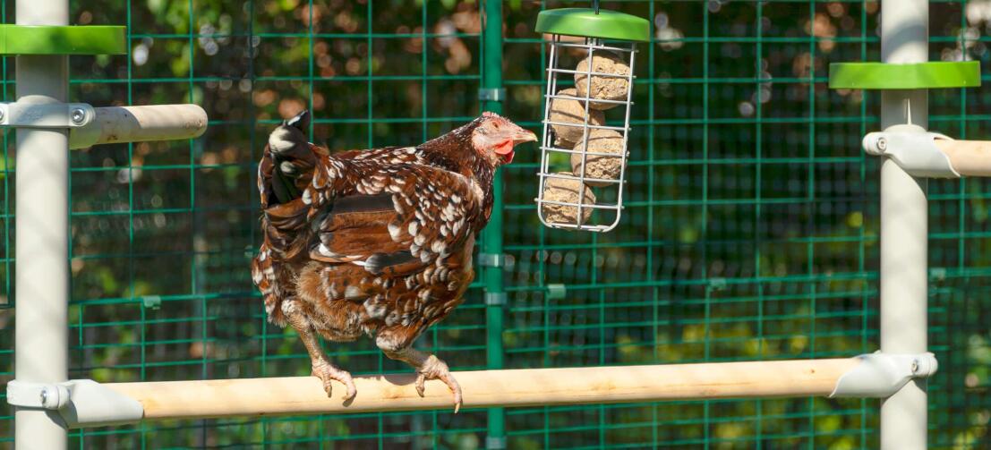 Ein Huhn sitzt auf der Sitzstange des PoleTree-Systems und pickt nach den Leckerlis im Caddi Leckerbissenhalter