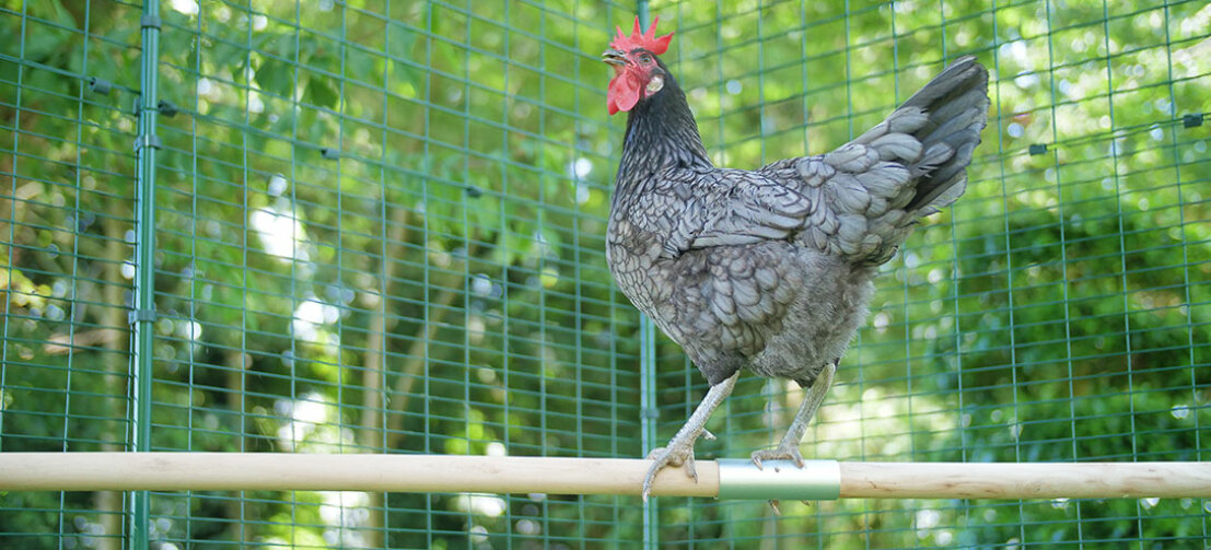 Ein stolzes Huhn, das seinen 2m lange Hühnerstange zur Schau stellt.