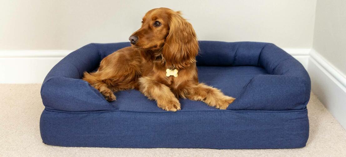 Roter Cocker Spaniel liegt auf einem dunkelblauen Bett