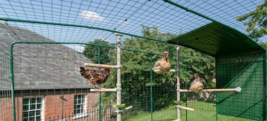 Hühner auf dem PoleTree im begehbaren Gehege